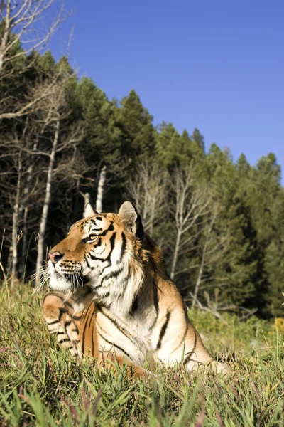 stock image Siberian Tiger lays down by the forest edge