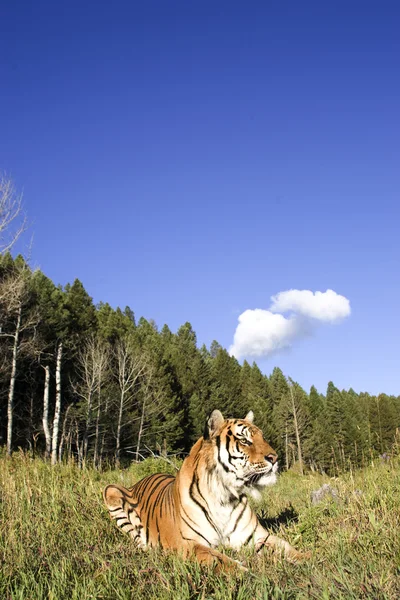 stock image Siberian Tiger lays down by the forest edge