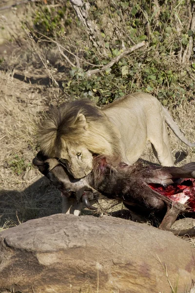 Mannetjes leeuw feeds op een gnoe in de masai mara — Stockfoto