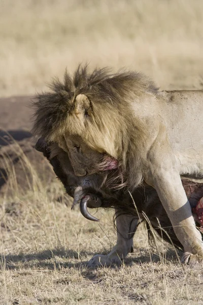 León macho se alimenta de un ñus en el Masai Mara — Foto de Stock