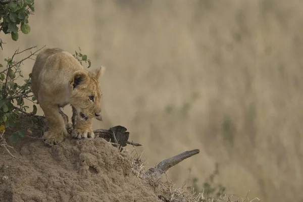 Lion cub sétál át a maszáj mara - kenya — Stock Fotó