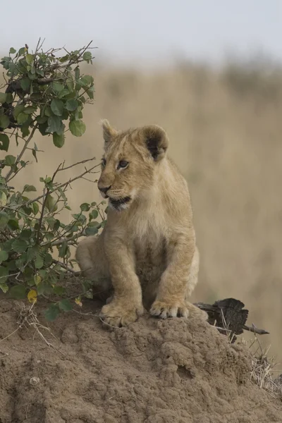 小狮子在马赛马拉-肯尼亚 — 图库照片