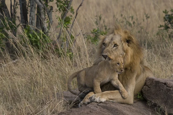 Mannelijke leeuw en cub in de masai mara — Stockfoto