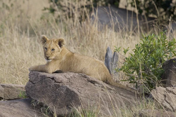 Львенка в Масаи Мара - Кения — стоковое фото