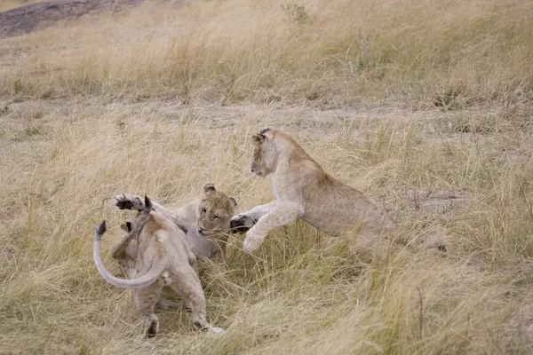 Νεαρό λιοντάρι να παίξετε την πάλη στο το Μασάι Μάρα — Φωτογραφία Αρχείου