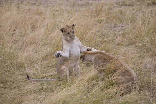 Młode lwy gry walka w masai mara — Zdjęcie stockowe
