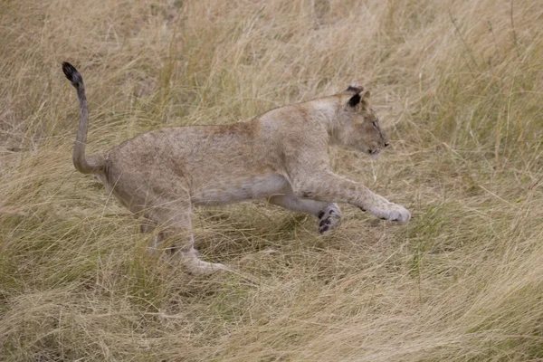 Unga lejon körs i masai mara — Stockfoto