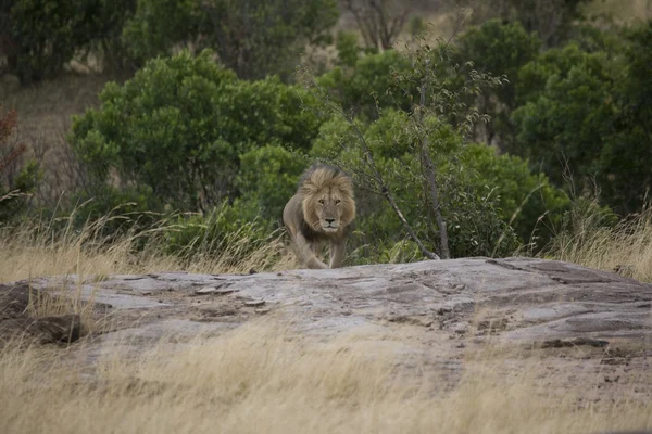 Lion mâle dans le Masai Mara — Photo