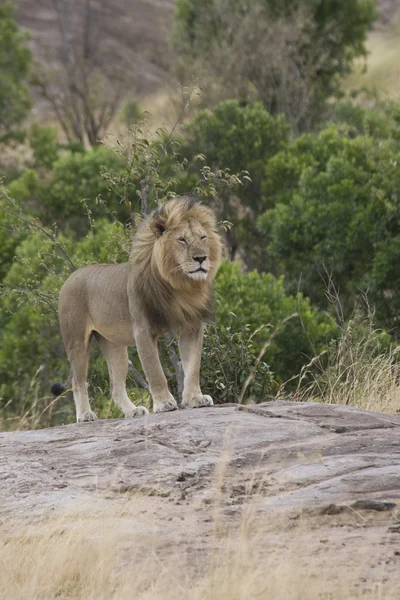 León macho en el Masai Mara —  Fotos de Stock