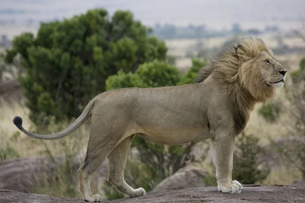 雄性狮子在马赛马拉 — 图库照片