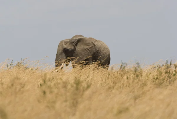 大象的散步走过平原的马赛马拉 — 图库照片