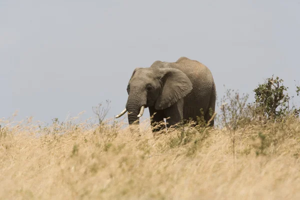 Elephant walks across the plains of the Masai Mara — Stock Photo, Image
