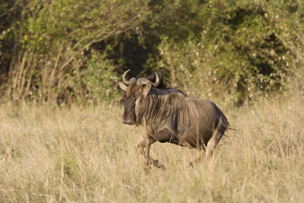 Wildebeest running towards the river — Stock Photo, Image
