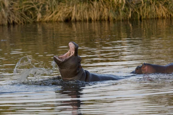 Hipopotam pokazuje dominację w wodzie — Zdjęcie stockowe