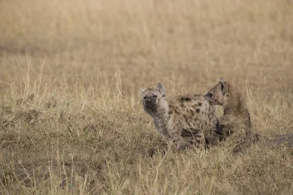 Hyänen in der Masai Mara — Stockfoto