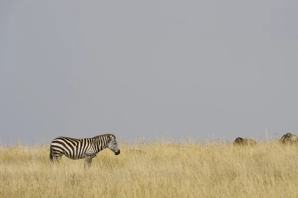 Zebra in der Masai Mara — Stockfoto