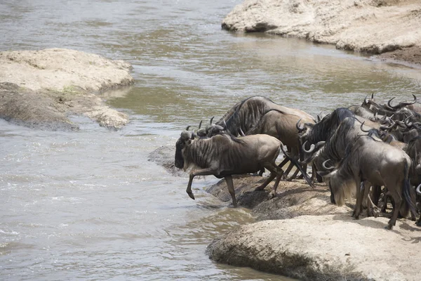 Wildebeest besättningen korsar floden mara — Stockfoto