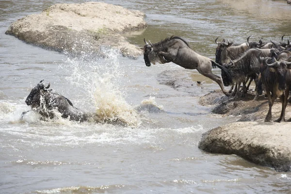 stock image Wildebeest herd crossing the Mara river