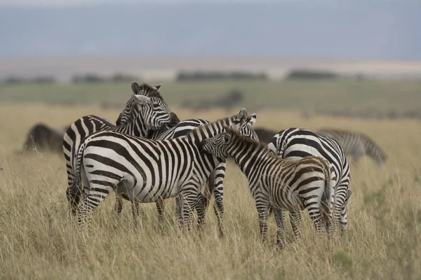 Zebra kudde in de masai mara — Stockfoto