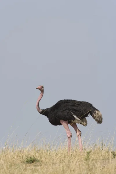 stock image Ostrich walks across the plains in Kenya