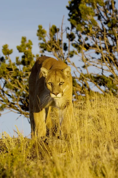Hegyi oroszlán, Puma, Montana Stock Kép