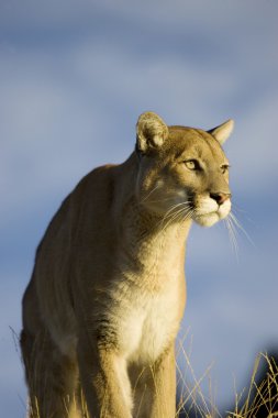 MOUNTAIN LION, COUGAR IN MONTANA clipart