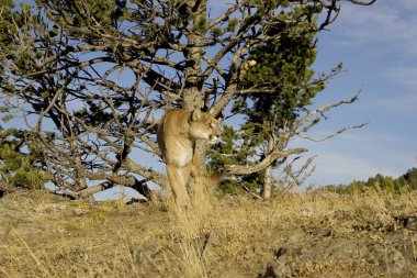 Cougar surveys the area clipart