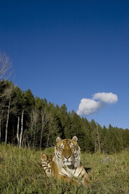 Siberian Tiger lays down by the forest edge clipart