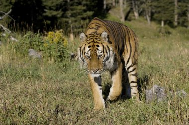 Siberian Tiger walking clipart