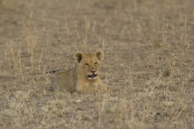 Aslan yavrusu, masai mara - kenya