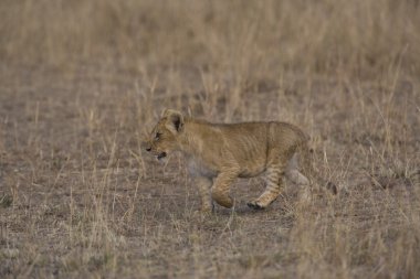 Aslan yavrusu masai mara - kenya yürür.