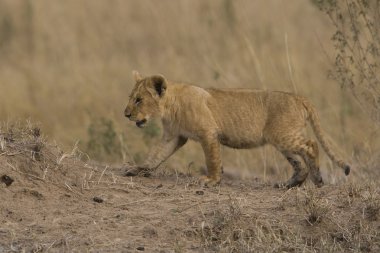 Aslan yavrusu masai mara - kenya yürür.