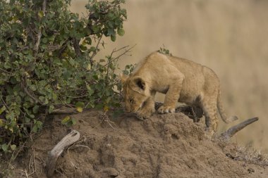 Aslan yavrusu üzerinde termit masai mara - kenya içinde