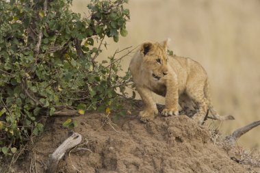 Aslan yavrusu, masai mara - kenya