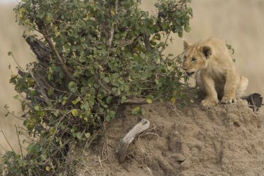 Aslan yavrusu, masai mara - kenya