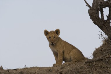 Aslan yavrusu üzerinde termit masai mara - kenya içinde