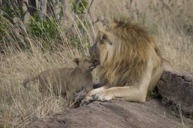 erkek aslan yavrusu, masai mara ile