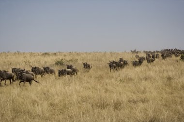 Nehre doğru göç üzerinde çalışan wildebeest