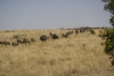 Nehre doğru göç üzerinde çalışan wildebeest