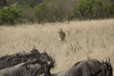 Lionesses hunts wildebeest in the Masai Mara clipart