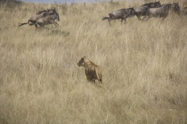 lionesses avı antilop masai mara