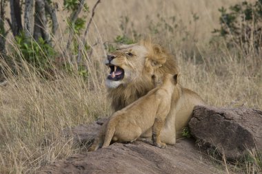 erkek aslan yavrusu, masai mara ile