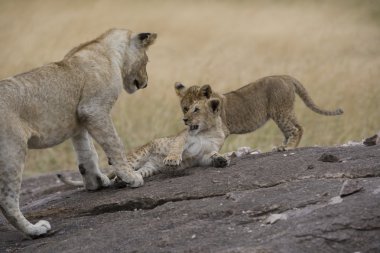 Aslan masai mara - kenya gurur duyuyoruz.