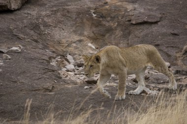 Masai Mara 'daki genç aslan.