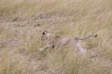 masai mara içinde çalışan genç erkek aslan