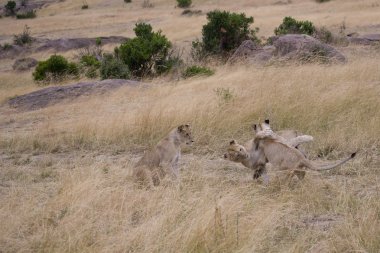 Aslan yavruları masai mara oynamak