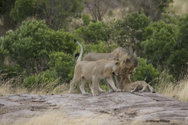 Aslan masai mara - kenya gurur duyuyoruz.