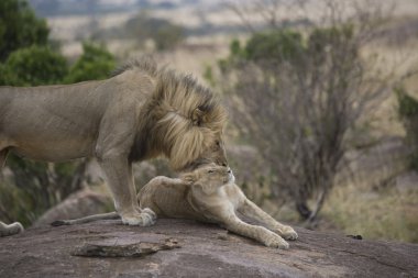 Aslan masai mara - kenya gurur duyuyoruz.