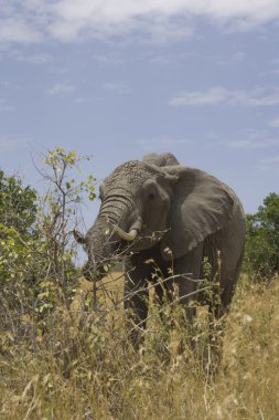 fil masai mara ovalarında beslemeleri