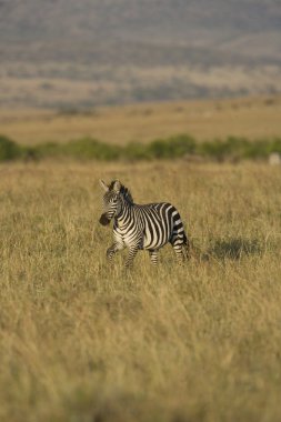 Masai Mara 'da zebra